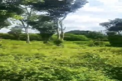 PRIME AGRICULTURAL LAND FOR SALE IN CALAUAN, LAGUNA